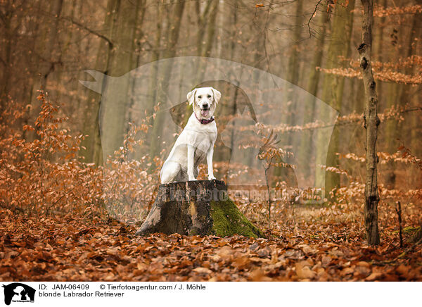 blonder Labrador Retriever / blonde Labrador Retriever / JAM-06409