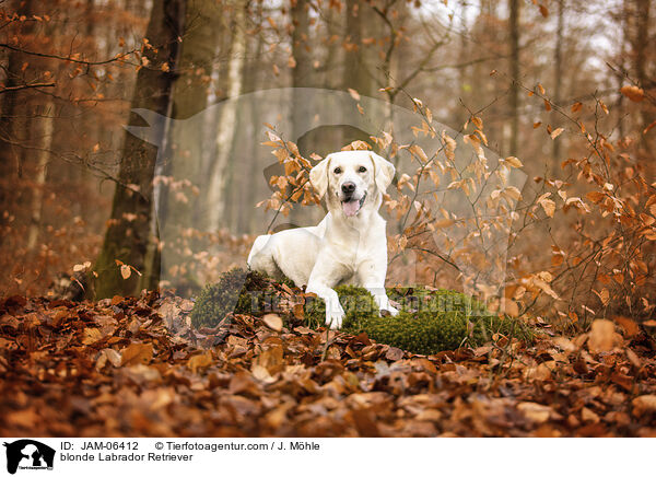 blonder Labrador Retriever / blonde Labrador Retriever / JAM-06412