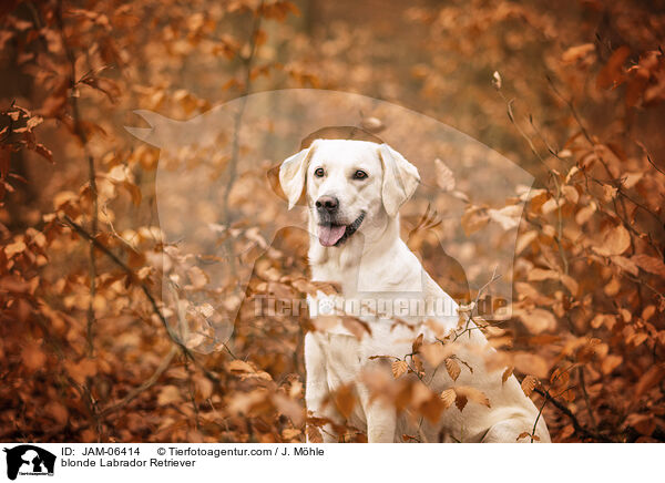 blonder Labrador Retriever / blonde Labrador Retriever / JAM-06414