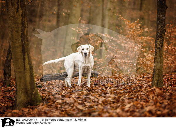 blonder Labrador Retriever / blonde Labrador Retriever / JAM-06417