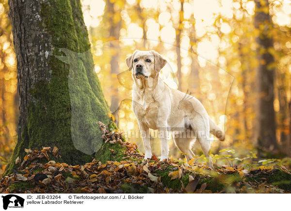 blonder Labrador Retriever / yellow Labrador Retriever / JEB-03264