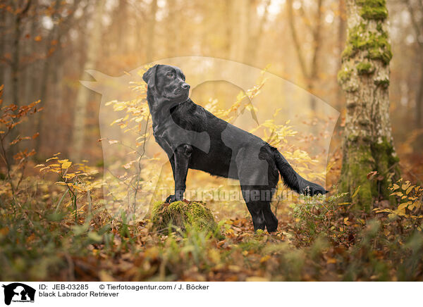 schwarzer Labrador Retriever / black Labrador Retriever / JEB-03285