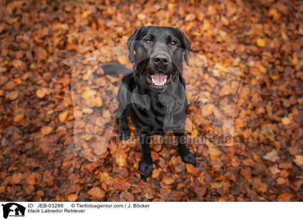 schwarzer Labrador Retriever / black Labrador Retriever / JEB-03286