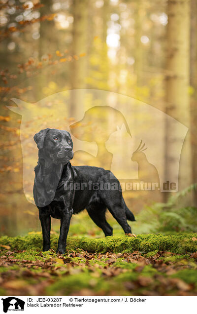 schwarzer Labrador Retriever / black Labrador Retriever / JEB-03287