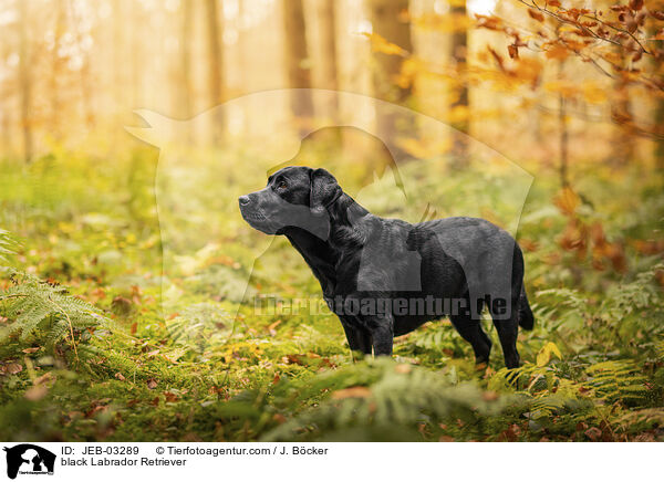 schwarzer Labrador Retriever / black Labrador Retriever / JEB-03289