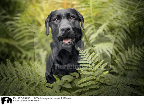 schwarzer Labrador Retriever / black Labrador Retriever / JEB-03290