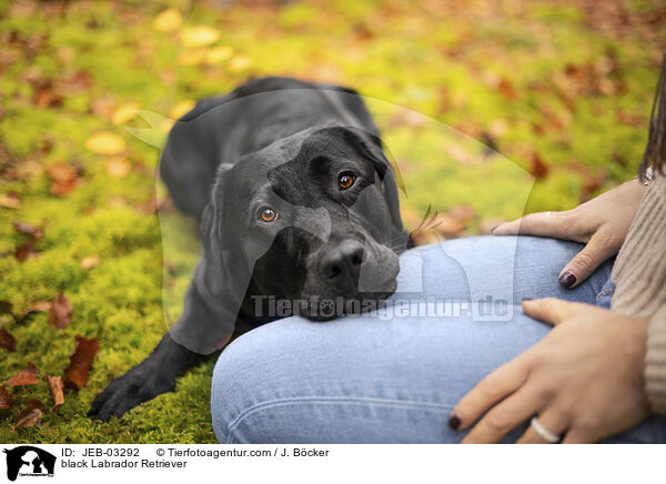 schwarzer Labrador Retriever / black Labrador Retriever / JEB-03292