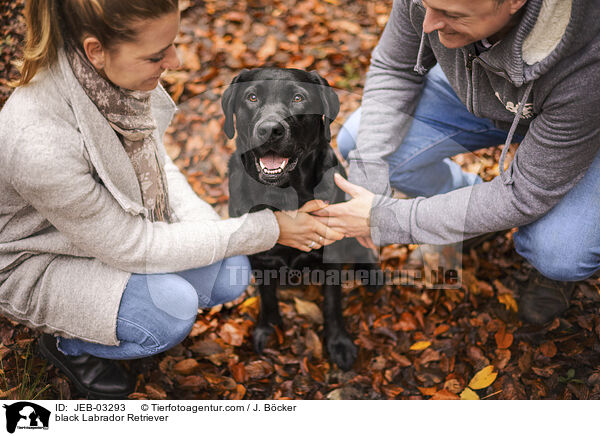 schwarzer Labrador Retriever / black Labrador Retriever / JEB-03293