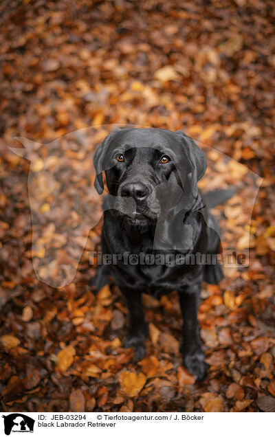 schwarzer Labrador Retriever / black Labrador Retriever / JEB-03294