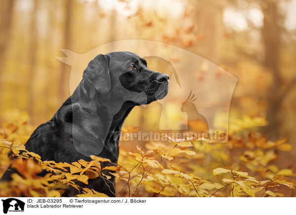 schwarzer Labrador Retriever / black Labrador Retriever / JEB-03295