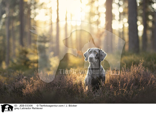 grauer Labrador Retriever / grey Labrador Retriever / JEB-03306