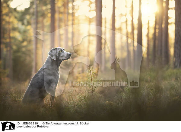 grauer Labrador Retriever / grey Labrador Retriever / JEB-03310