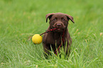 Labrador Retriever Puppy