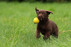 Labrador Retriever Puppy