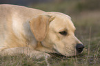 lying Labrador Retriever