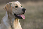 Labrador Retriever Portrait