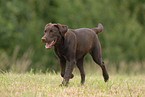 female Labrador Retriever