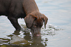 female Labrador Retriever