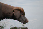 female Labrador Retriever