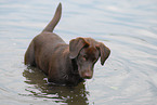 female Labrador Retriever