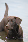 female Labrador Retriever