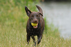 Labrador Retriever fetches Ball