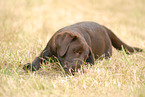 female Labrador Retriever