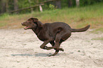 brown Labrador