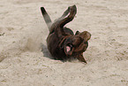 brown Labrador