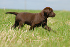 chocolate Labrador Puppy