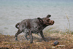 shaking Labrador Retriever