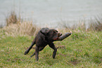 running Labrador Retriever