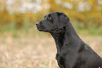 Labrador Retriever Portrait