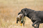 Labrador retrieves duck