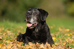 old Labrador Retriever