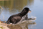 old Labrador Retriever