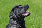 Labrador Retriever Portrait