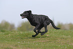 running Labrador Retriever