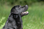 Labrador Retriever Portrait