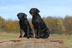 sitting Labrador Retriever