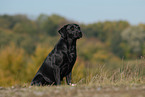 sitting Labrador Retriever