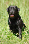 sitting Labrador Retriever