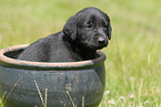 Labrador Retriever puppy