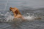 swimming Labrador Retriever