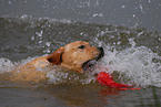 swimming Labrador Retriever