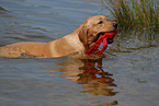 swimming Labrador Retriever