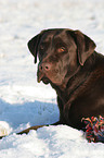 lying Labrador Retriever