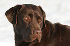 Labrador Retriever Portrait