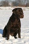 sitting Labrador Retriever