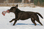 playing Labrador Retriever